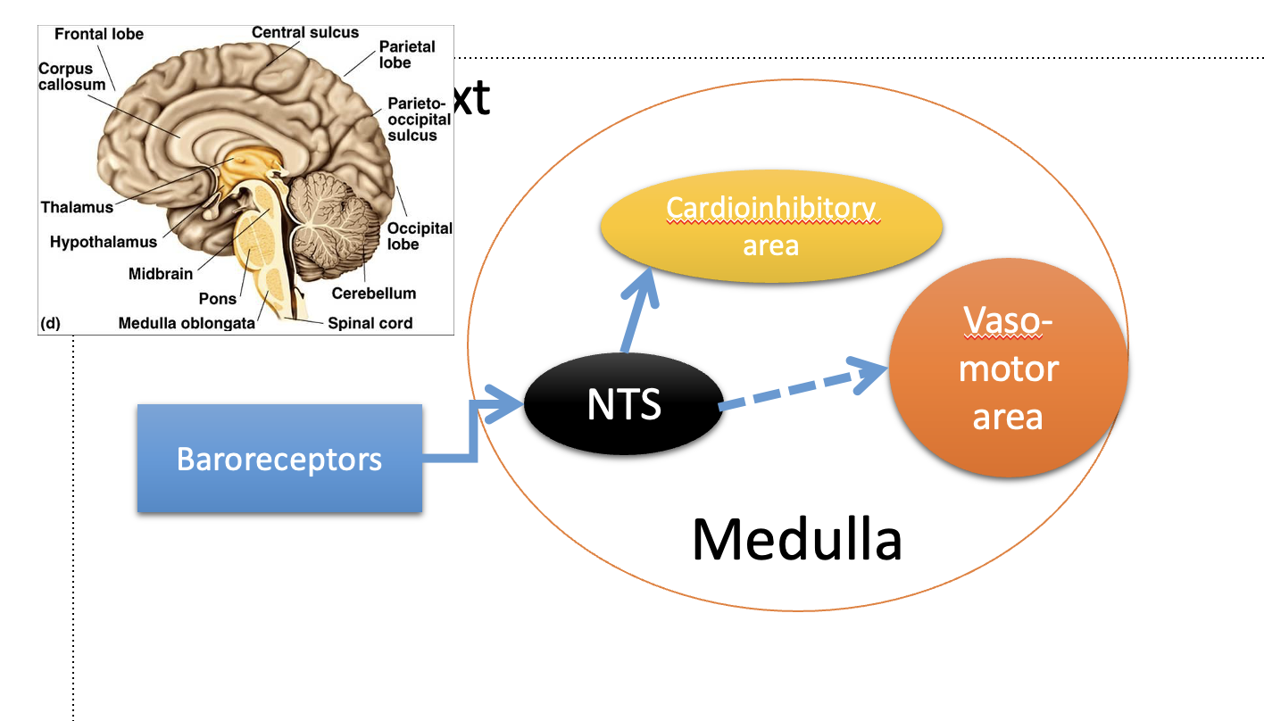 <ol><li><p>Triggers activity in baroreceptor fibres of</p><ol><li><p><strong>glossopharyngeal nerve</strong><span style="background-color: transparent; font-family: Arial, sans-serif, Inter, ui-sans-serif, system-ui, -apple-system, BlinkMacSystemFont, &quot;Segoe UI&quot;, Roboto, &quot;Helvetica Neue&quot;, &quot;Noto Sans&quot;, &quot;Apple Color Emoji&quot;, &quot;Segoe UI Emoji&quot;, &quot;Segoe UI Symbol&quot;, &quot;Noto Color Emoji&quot;; font-size: 1.6rem;">&nbsp;←(carotid sinus)</span></p></li><li><p><span style="background-color: transparent; font-family: Arial, sans-serif, Inter, ui-sans-serif, system-ui, -apple-system, BlinkMacSystemFont, &quot;Segoe UI&quot;, Roboto, &quot;Helvetica Neue&quot;, &quot;Noto Sans&quot;, &quot;Apple Color Emoji&quot;, &quot;Segoe UI Emoji&quot;, &quot;Segoe UI Symbol&quot;, &quot;Noto Color Emoji&quot;; font-size: 1.6rem;"><strong>vagus ←</strong>(aortic arch)&nbsp;</span></p></li></ol></li><li><p>Stimulates neurons in the<strong> Nuleus Tractus Solitarius (NTS)</strong> in the medulla</p></li><li><p>This inhibits the vasomotor centre</p></li></ol><p></p>