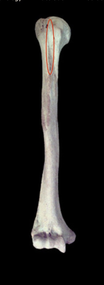 <p>What structure is this?</p>