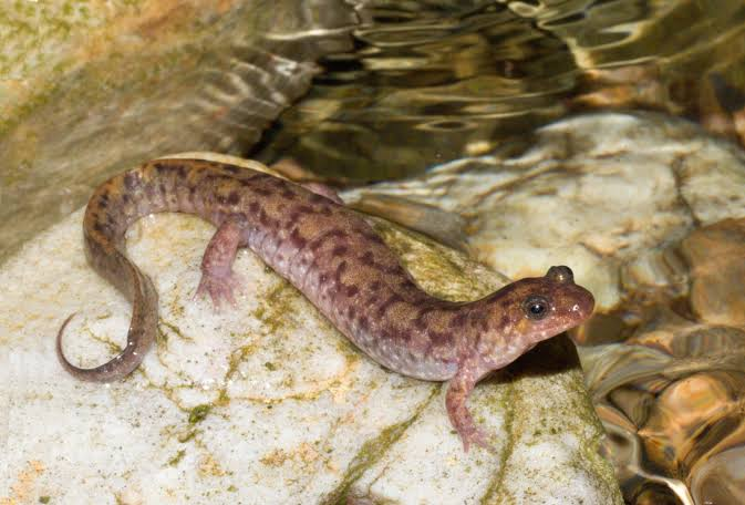 <p>Caudata : Plethodontidae : Plethodontinae</p>