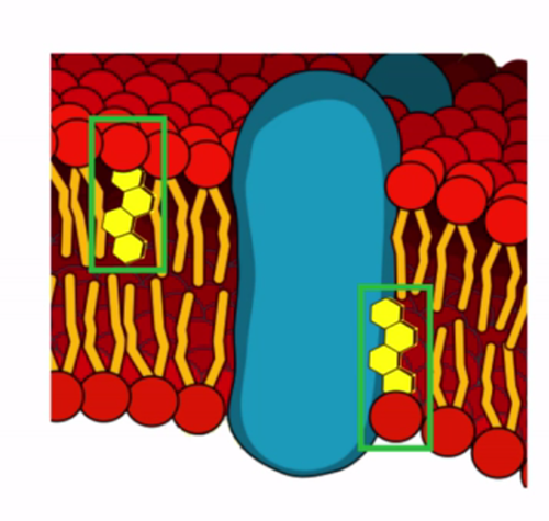 regulates cell membrane fluidity