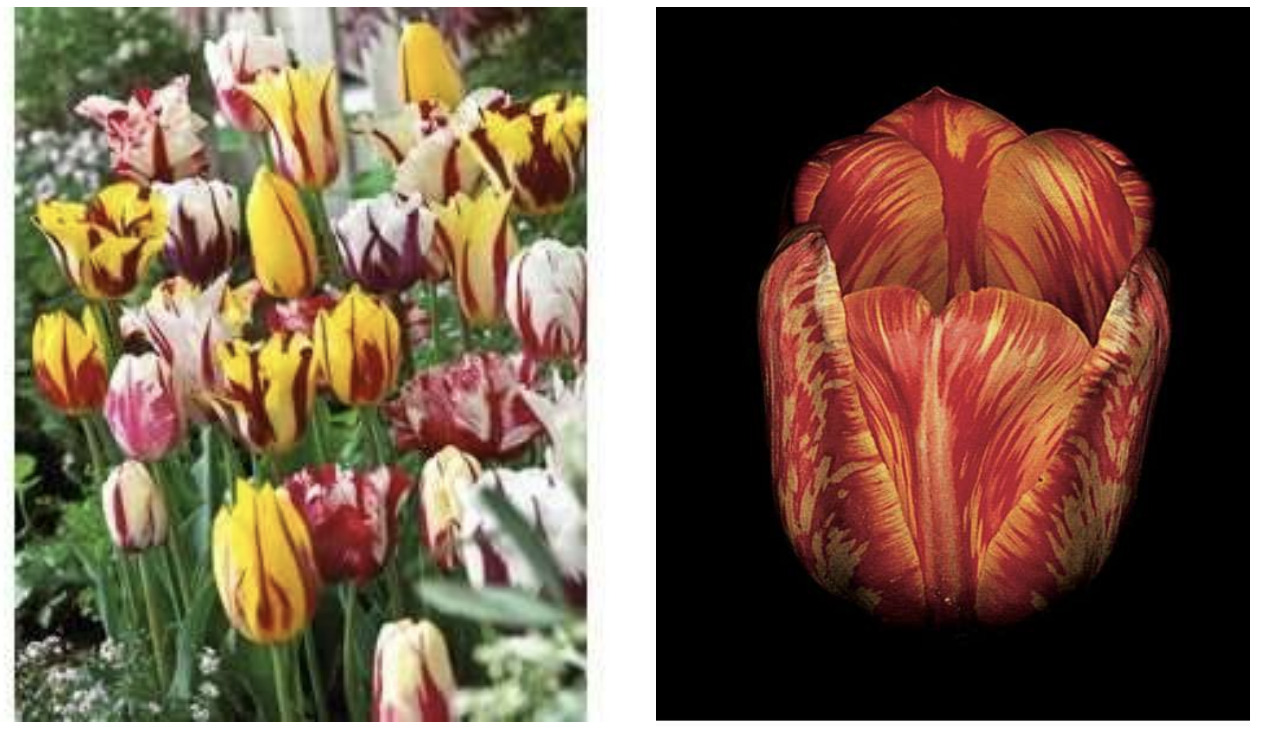 <p>T/F: Over time, the broken tulips virus causes bulb to weaken and thus inhibits proper reproduction</p>
