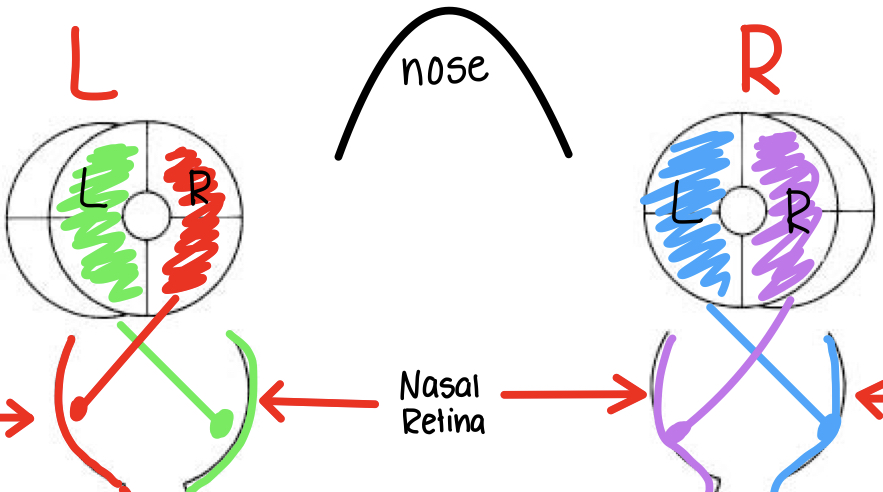 information from L visual field of R eye projects ....