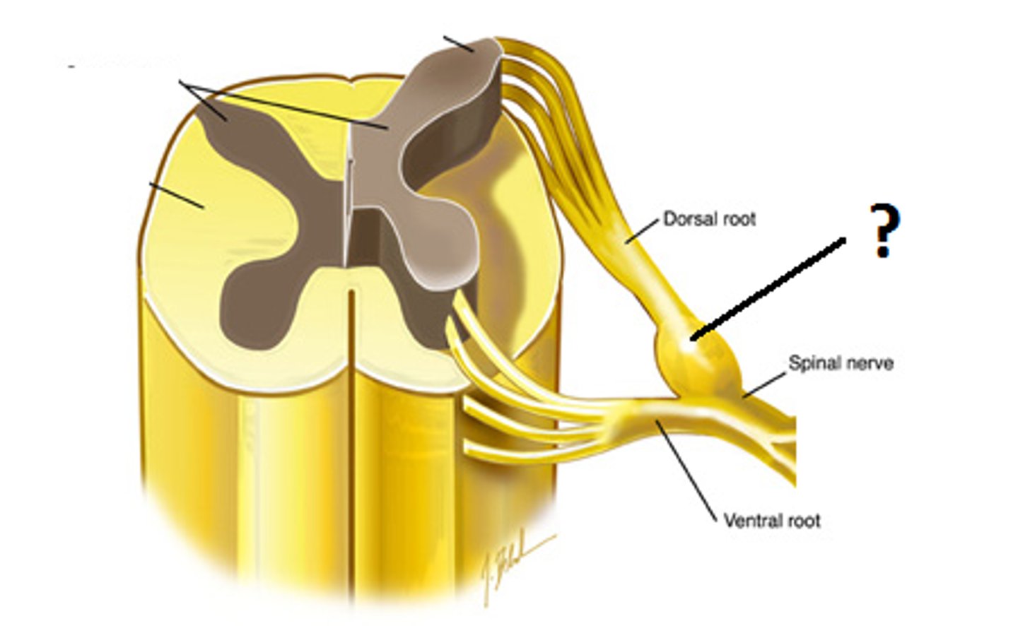 <p>collection of nerve cell bodies in the peripheral nervous system</p>