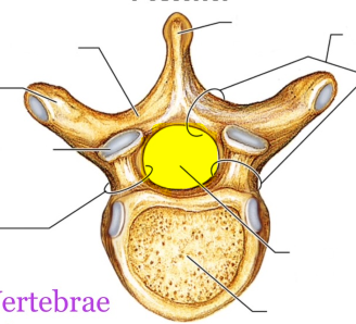 <p>What is the highlighted structure?</p>