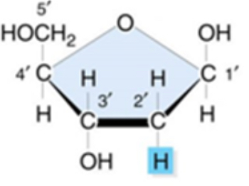 <p>What is the name of this monosaccharide shown?</p>