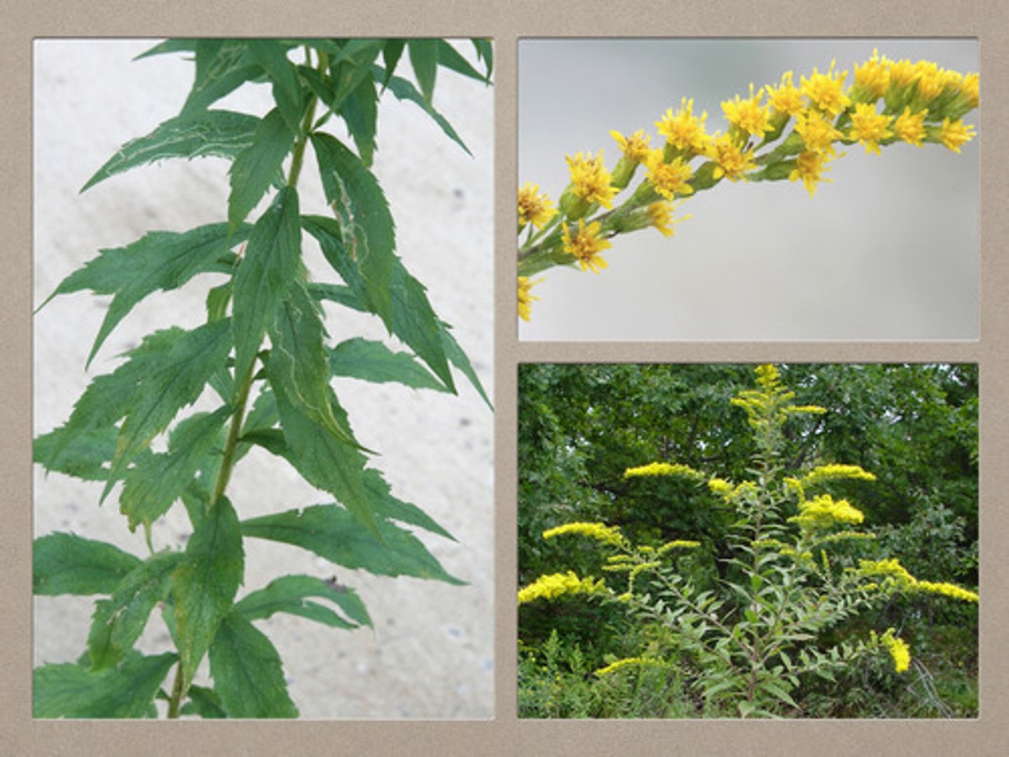 <p>Hairy stems, wrinkled leaves; yellow flower clusters; HMF, campus.</p>
