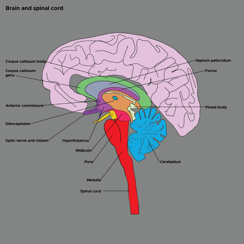 <ul><li><p>under brainstem</p></li><li><p>motor commands from brain to body, sensory info from body to brain, coordinate reflexes</p></li></ul><p></p>
