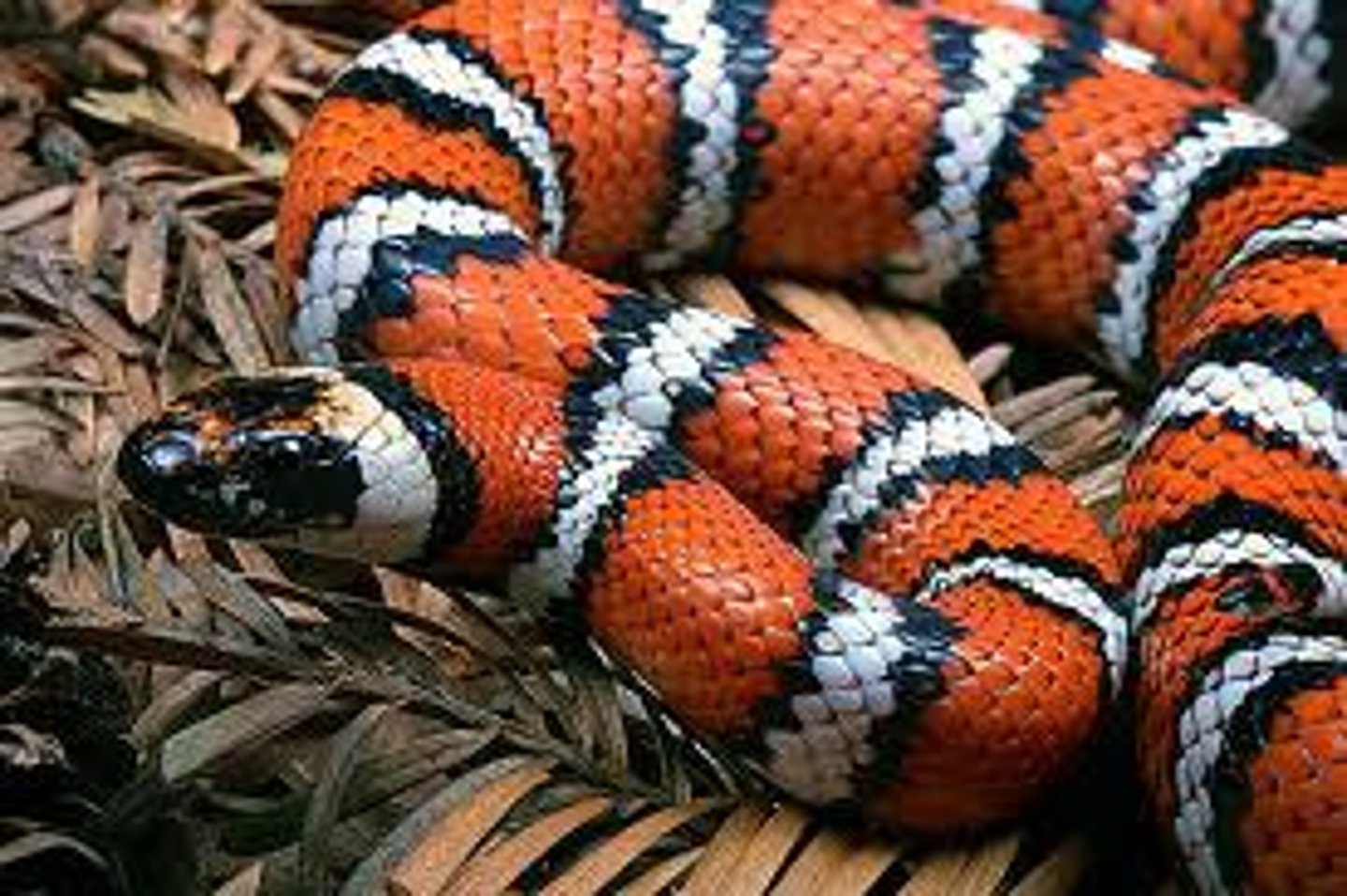 <p>California Mountain Kingsnake</p>