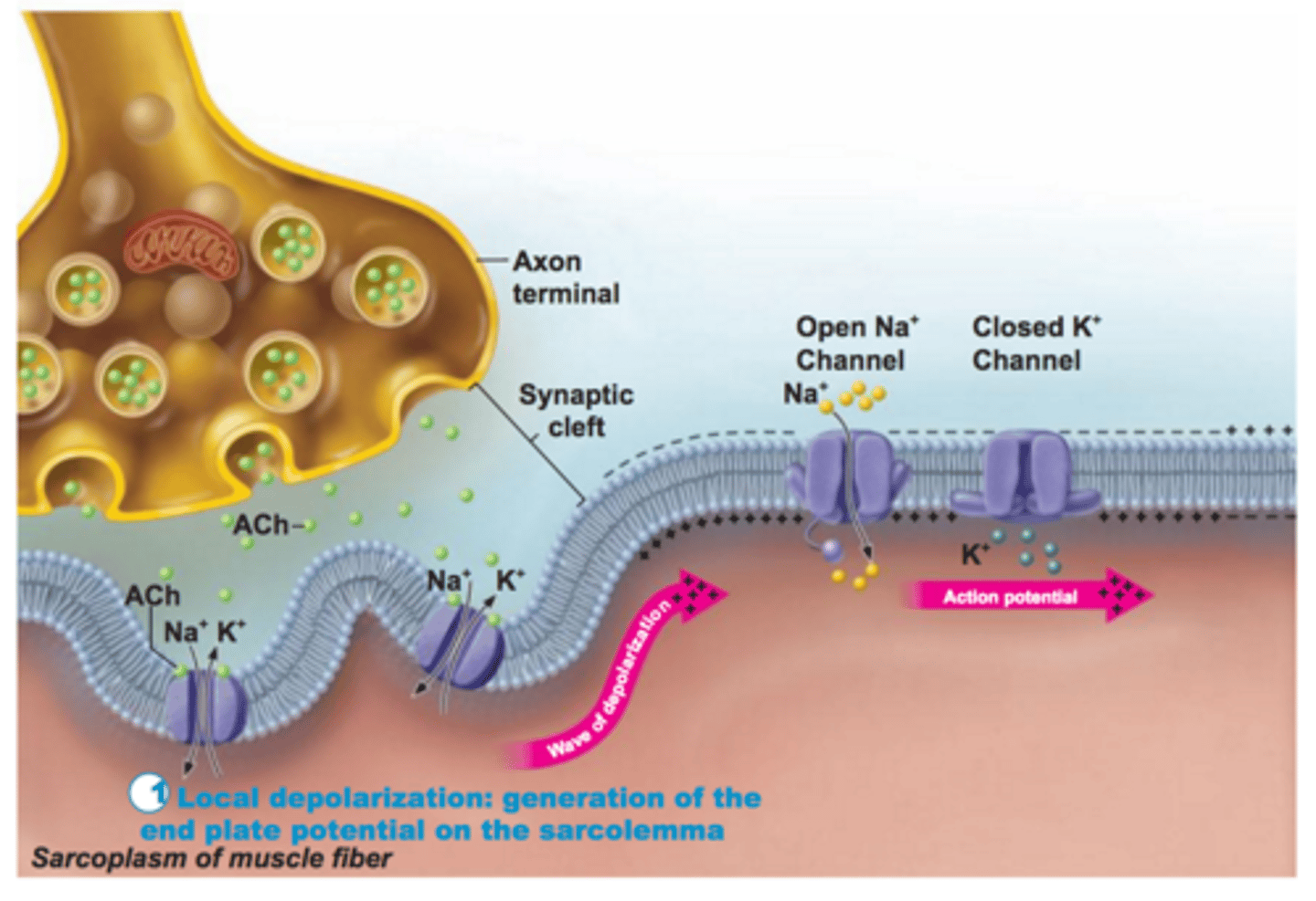 <p>A state in muscle cells that results when sodium channels open allowing sodium to rush INTO the cell via facilitated diffusion that causes the membrane to become more positive on the inside than on the outside</p>