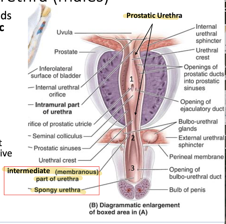 <ol><li><p>Anterior prostate (prostatic urethra) (1) - important because it adds prostatic fluid to ejeculate and support sperm</p></li><li><p>True</p></li></ol><p></p>
