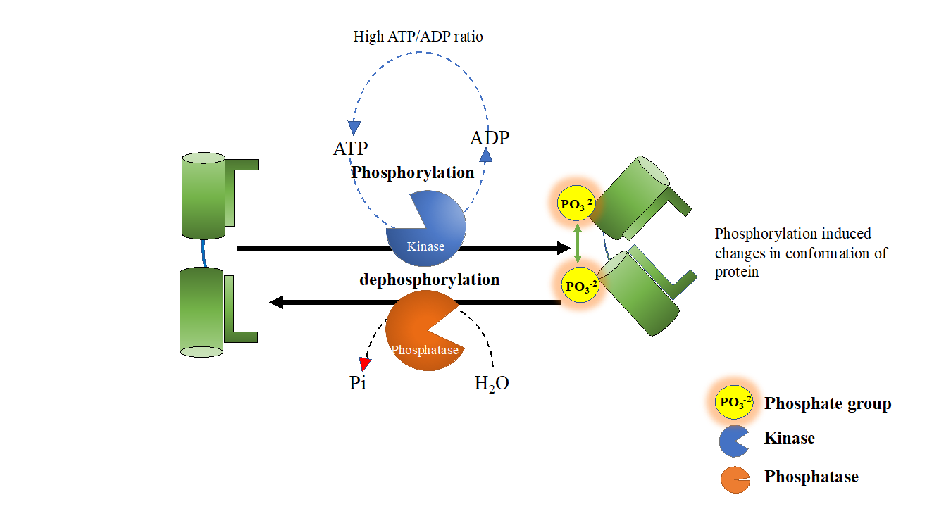 <p><span style="color: rgb(0, 0, 0);"><span><br></span><span>The addition of phosphates are catalyzed by enzymes called kinases</span><span><br></span><span>and the removal of phosphates are catalyzed by </span><strong><span>phosphatases</span></strong></span></p><p></p><p><span style="color: rgb(0, 0, 0);"><span><br></span></span><span><span>Phosphatases are </span></span><mark data-color="unset" style="background-color: unset; color: inherit;">enzymes that remove phosphate groups from molecules (dephosphorylation)</mark></p>
