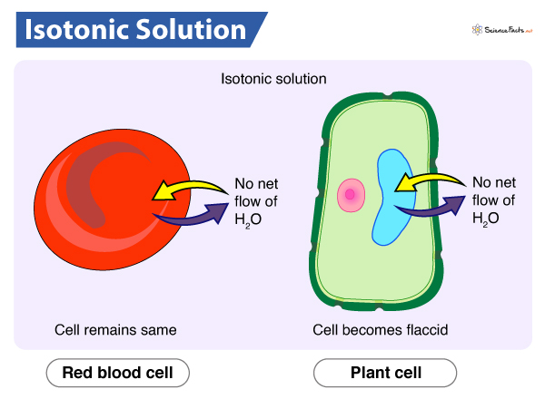 <ul><li><p>Same concentration of solute inside and outside the cell</p></li><li><p>No net water movement across the plasma membrane</p><ul><li><p>Animal cells keep their shape</p></li><li><p>Plant cells wilt/become <strong>flaccid</strong></p></li></ul></li></ul><p></p>