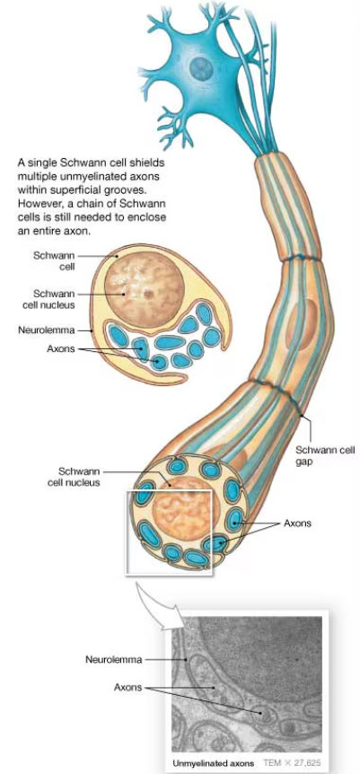 <p>a single Schwann cell shields multiple unmyelinated axons within superficial grooves, but a chain of Schwann cells is still needed to enclose an entire axon&nbsp;</p>