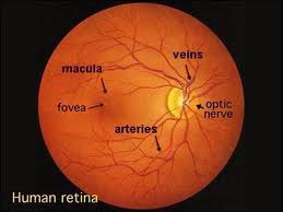 the light-sensitive inner surface of the eye, containing the receptor rods and cones plus layers of neurons that begin the processing of visual information.