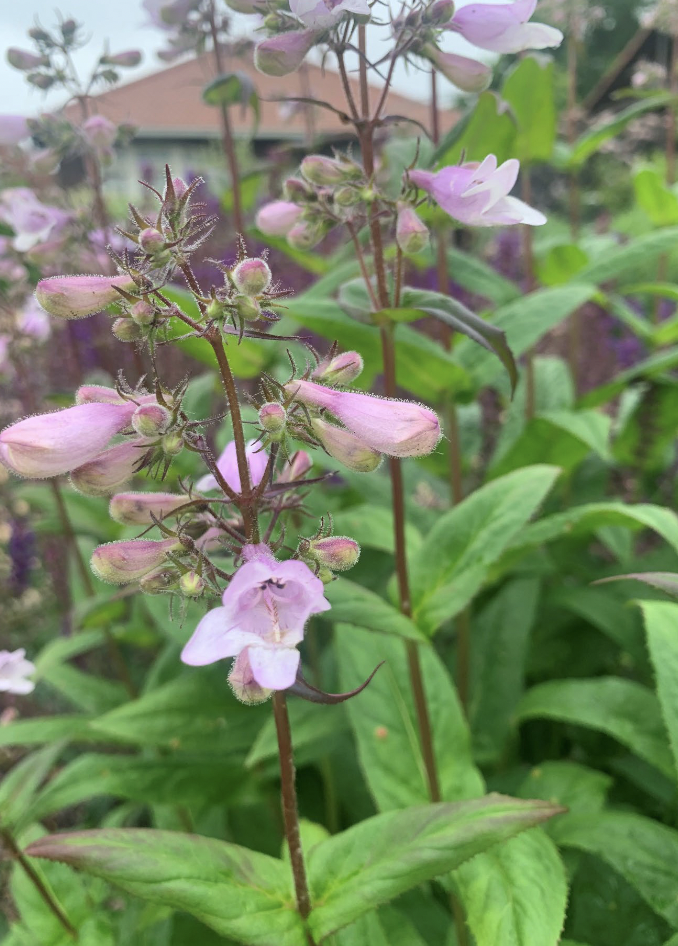 <p>1-2’</p><p>May-july</p><p>thin soils</p><p>part sun/part shade full sun</p><p>Low-growing native with white to lavender tubular flowers suited to dry, thin soils.</p>
