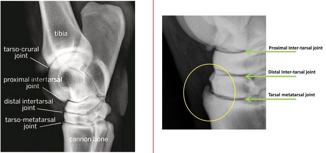 <p>what is circled on image on the right</p>