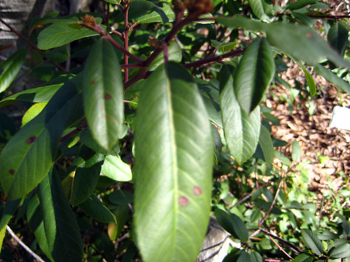 <p>(Lithocarpus densiflorus)</p>