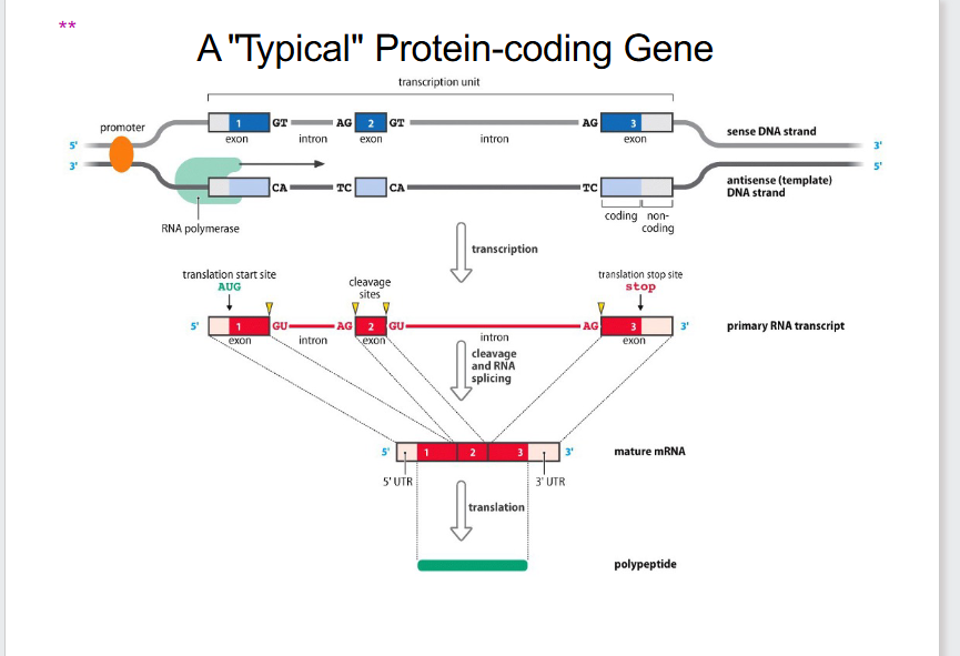 <p>Typical Protein-Coding Gene (OLD PERSPECTIVE)</p>