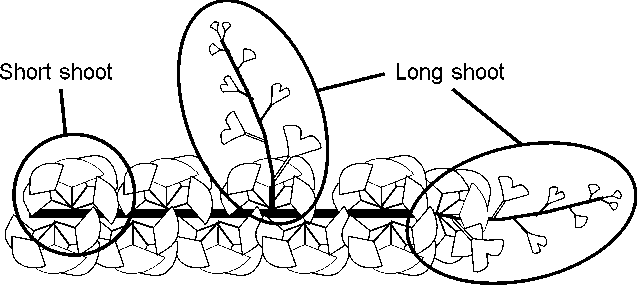 <p><strong>short-shoot </strong>morphology</p>