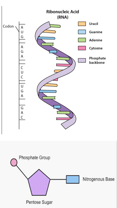 <p><span style="font-family: Aptos, sans-serif">The manipulation of living things to produce useful products. </span></p><p></p><p><span>DNA is made up of nucleotides which are composed of a sugar, phosphate and a nitrogenous base.</span></p><p class="MsoListParagraphCxSpMiddle"><span>The order in which the bases occur is the <strong>genetic code</strong> as it determines what proteins a cell will produce which determines the structure of a cell and how it functions. </span></p>