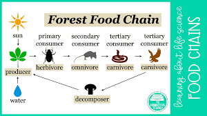 <p>Producers → Primary consumers → Secondary consumers → Tertiary consumers → Apex predators [(all) → decomposers]</p>