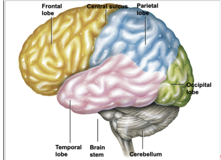 <ul><li><p>houses the auditory cortex</p></li><li><p>Auditory processing&nbsp;</p></li><li><p>Interpretation of language and other things we hear&nbsp;</p></li></ul><p></p>