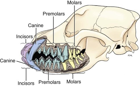 canines Total teeth