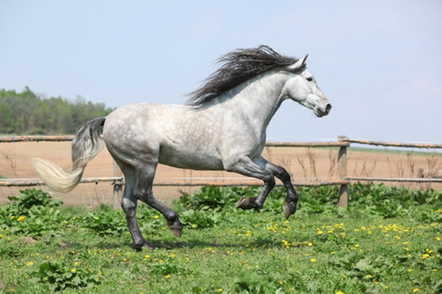 <p>what color is this horse</p>
