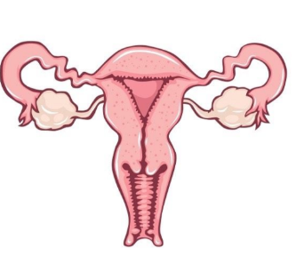 * Includes organs responsible for production of oocyte (female gamete) 
* Involves organs involved in initially developing/ maintaining embryo during early pregnancy stages