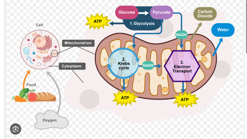 <p>1) <strong>Glycolysis</strong> ( Split Glycose)</p><p>2)<strong> Pyruvate oxidation into acetyl-CoA </strong>(prepares it for Krebs)</p><p>3<strong>) Krebs Cycle</strong> ( More oxidation for energy)</p><p>4) <strong>Oxidative phosphorylation </strong>(electron transport chain and chemiosmosis)<strong> Oxygen </strong>is terminal electron acceptor </p><p>** see the handout </p><p></p>