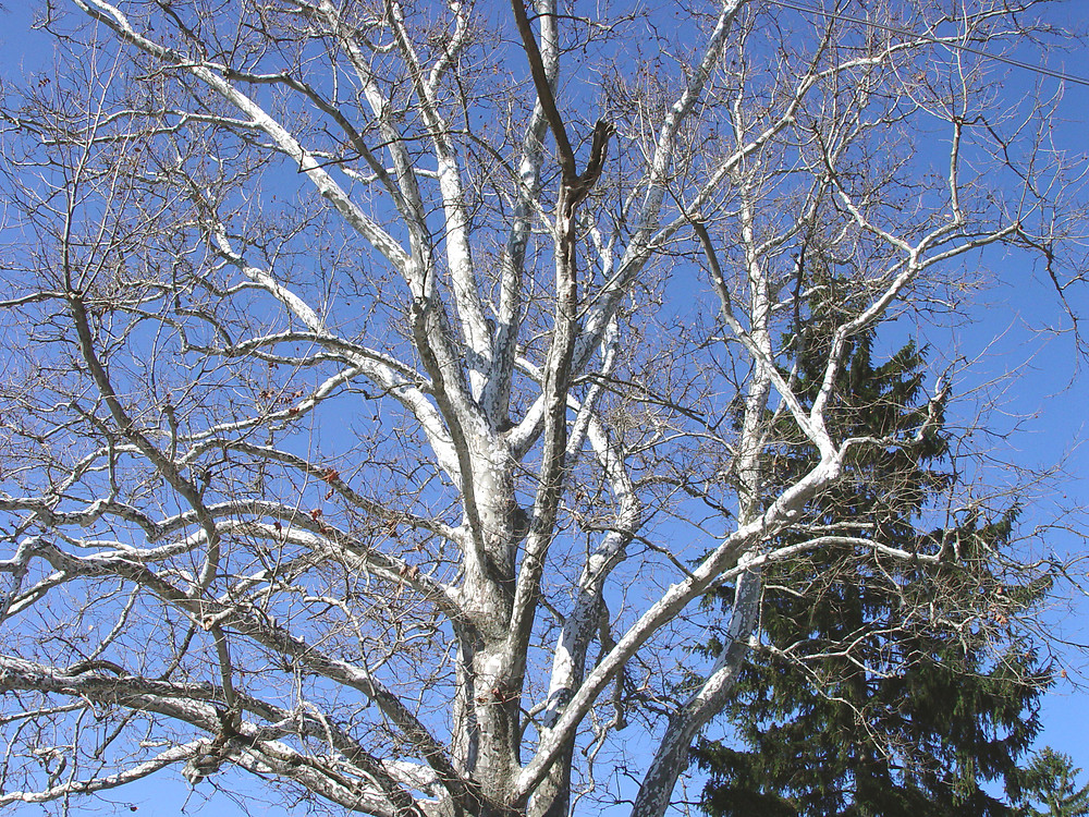 <p>tall, white bark towards top, large palmate leaves, ball shaped fruit</p>