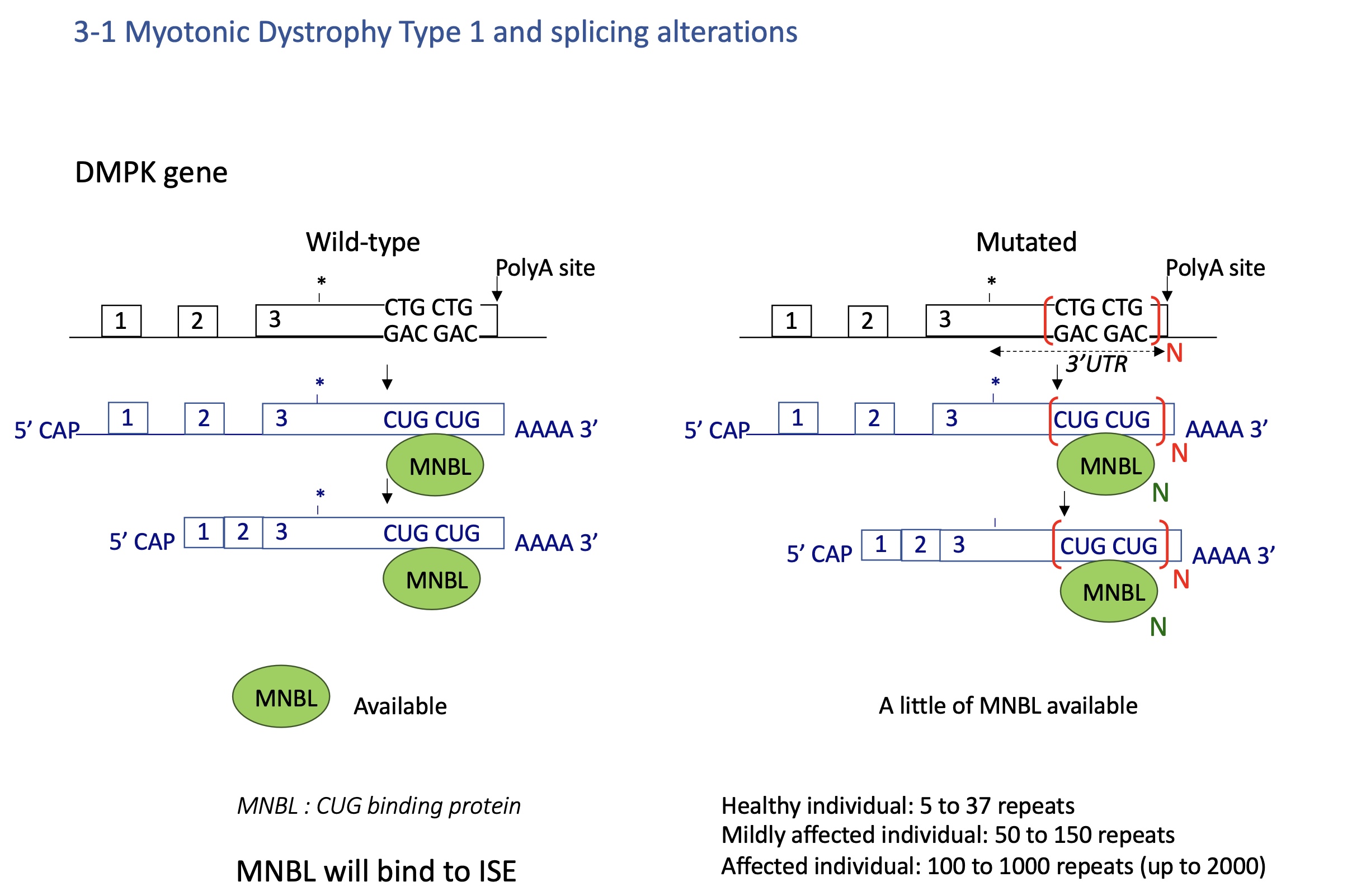 <ul><li><p>Expansion of <strong>CTG repeats</strong> in <em>DMPK</em> 3′UTR.</p></li><li><p>RNA with long CUG repeats sequesters <strong>MBNL1</strong> protein (a splicing regulator).</p></li><li><p>Loss of MBNL1 → mis-splicing of many pre-mRNAs (e.g., <em>ClC-1</em>, <em>INSR</em>).<br>→ Muscle weakness, myotonia, insulin resistance.</p></li></ul><p></p>