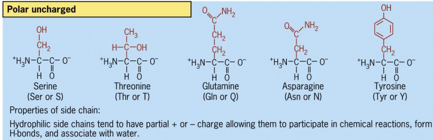 <p>form H bonds</p>