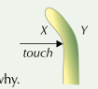 <p>EXAMPLE </p><p>Q1 Thigmotropism is a plant growth response to touch.</p><p>a) In the diagram on the right, does the shoot display positive or negative thigmotropism?</p><p>b) Is the concentration of auxins, such as IAA, likely to be highest at the point labelled X or Y? Explain why.</p>