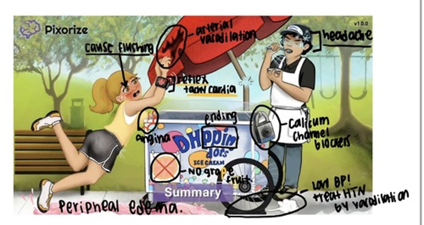 <p>Everything that ends with dippine but DON'T FORGET verapamil and diltiazem </p><p>Indication: decrease bp (cardiac workload), angina (O2 consumption) </p><p>Adverse: reflex tachycardia, headaches, lightheadedness, dizzy (basically CNS effects), face flushing, peripheral edema, arrhythmia, gingival hyperplasia (rare), constipation </p><p>Pt teaching: XR and SR must be swallowed whole </p><p>Food and Drug Interaction: Grapefruit, St. John's wort, beta blockers, other stuff like rifampin, phenobarbital, etc </p>