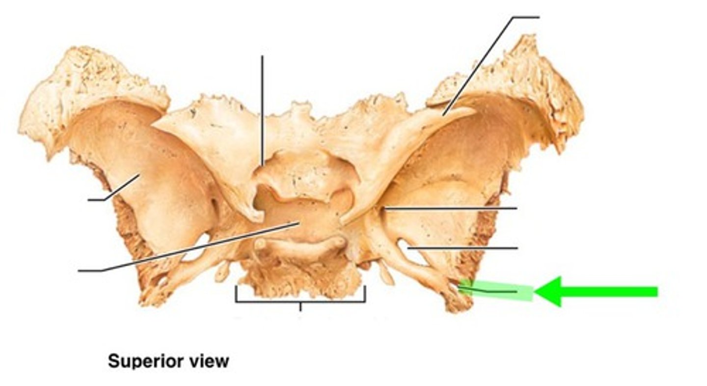 <p>surrounded by grooves for middle meningeal vessels and meningeal branch of mandibular nerve</p>