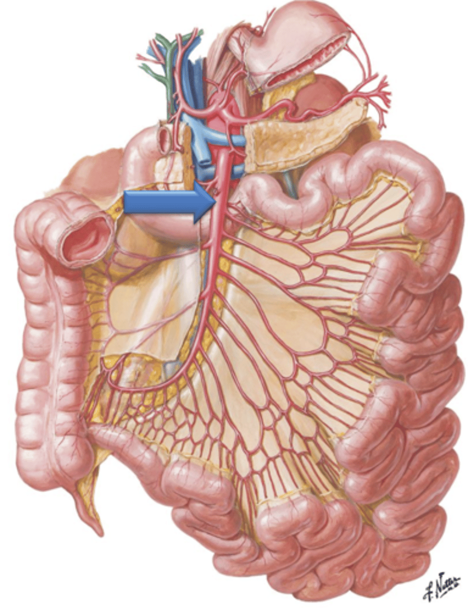 <p>Artery that arises from the aorta just below the celiac trunk. It descends in front of the lower part of the duodenum, enters the mesentery and supplies the small intestine and portions of the large intestine.</p>