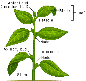 <p>Axillary meristem </p>