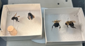 <p>Name the family and a common name for the genus.</p><p></p><p></p>