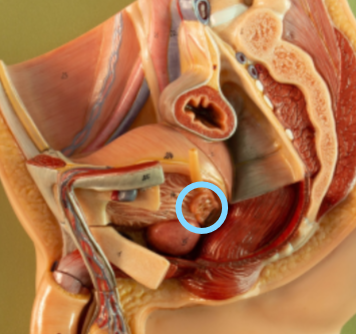 <p>Identify what the highlight/pointed to portion of the model is called.</p>