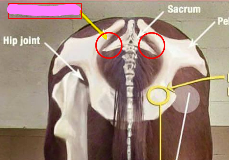 <p>Spine + pelvis; allows for hindlegs to move individually and link hindquarters with rest of body; series of small synovial joints rather than 1 large joint</p>