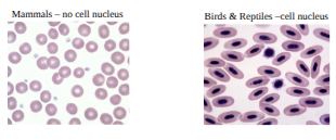 <p>erythrocyte (RBC)</p>