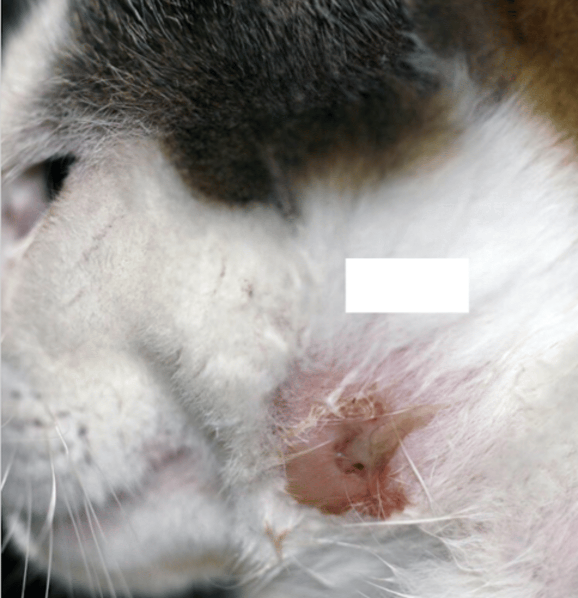 <p>what is this?</p>