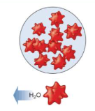 <ul><li><p>A solution with a higher concentration of solutes as that inside the cell.</p></li><li><p>Fluid moves out of cell making it shrink.</p></li></ul><p></p>
