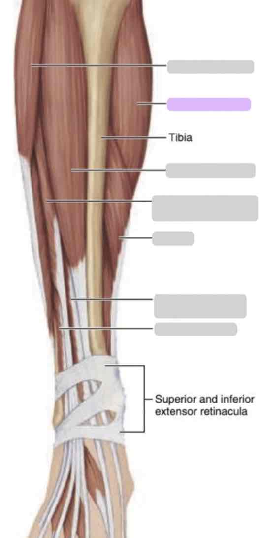 <p>Anterior leg (superficial)</p>