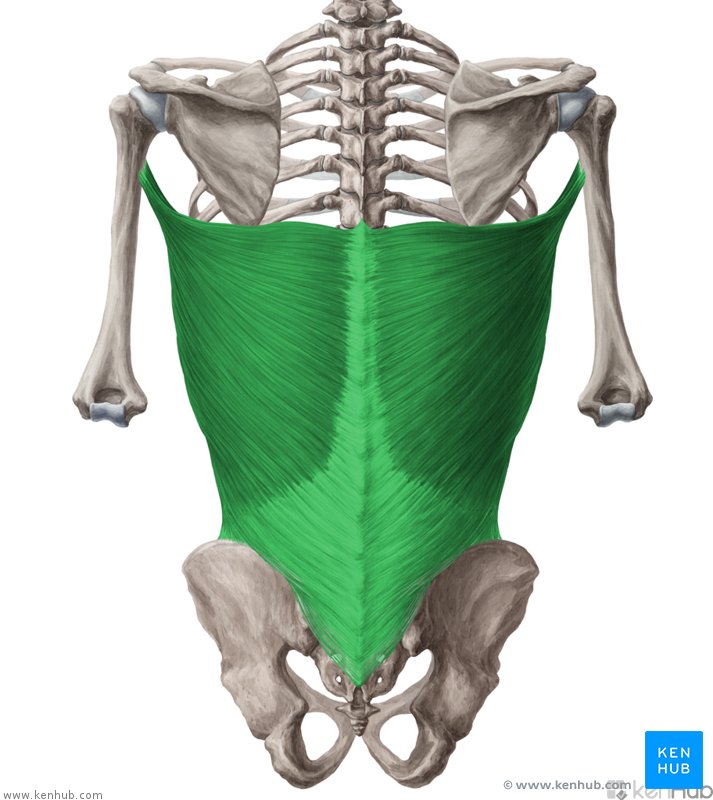 <p>Latissimus Dorsi Innervation</p>