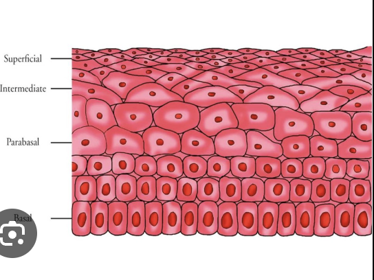 <p>what cells are in the basal layer</p>