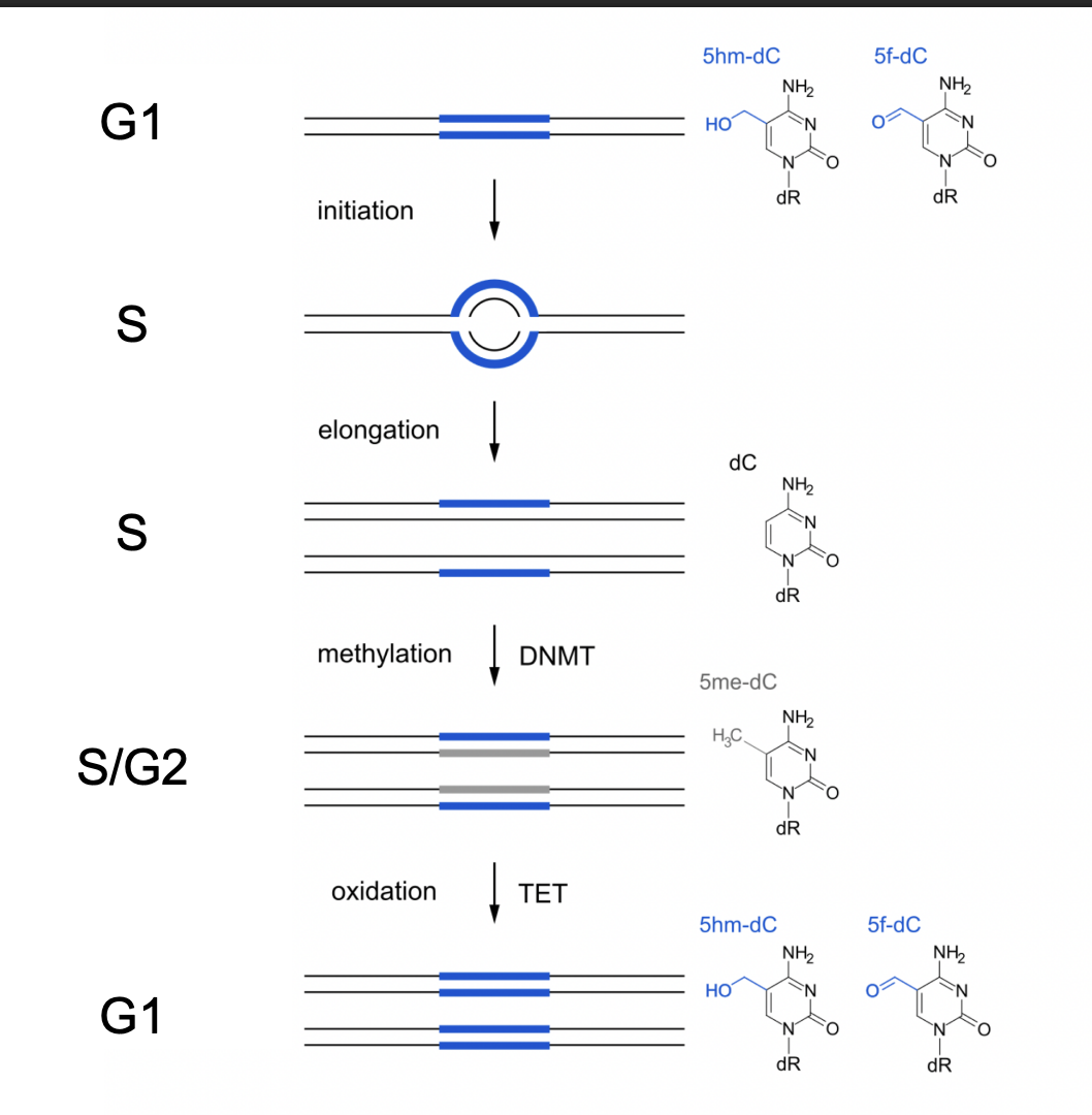 <ol><li><p>G1→ modified so dense</p></li><li><p>initiation S phase→ the daughter strands are not dense/modified</p></li><li><p>S phase→ eongation→ <strong>some</strong> modification</p></li><li><p>S/G2→ methylation and DNMT→ becoming more dense</p></li><li><p>coming <strong>back</strong> into G1→ oxidation TET→  dense again</p></li></ol><p></p><p><em>i.e the DNA modifications itself are helping to regulate when replication happens, to ensure that it is happening only once</em></p>