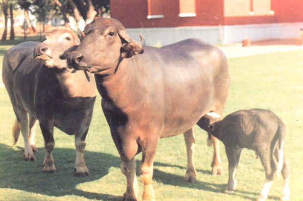 <p>Surti</p><p>note: horns coil downward and upward forming a hook (Sickle-shaped). Has two  streaks of white markings around the jaw from ear to ear</p>