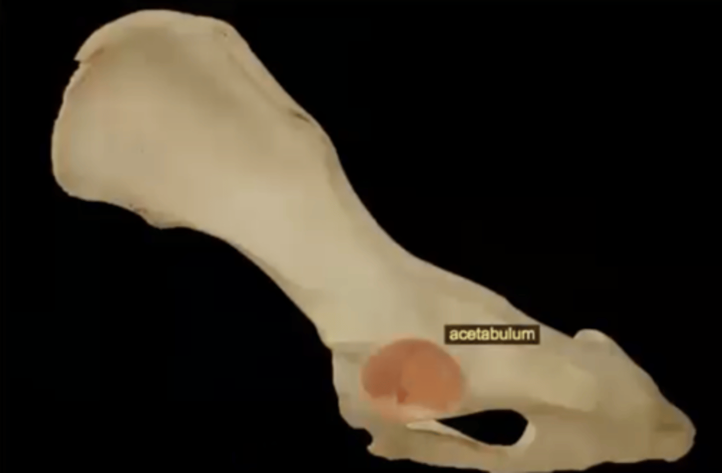 <p>large socket in the pelvic bone for the head of the femur</p>